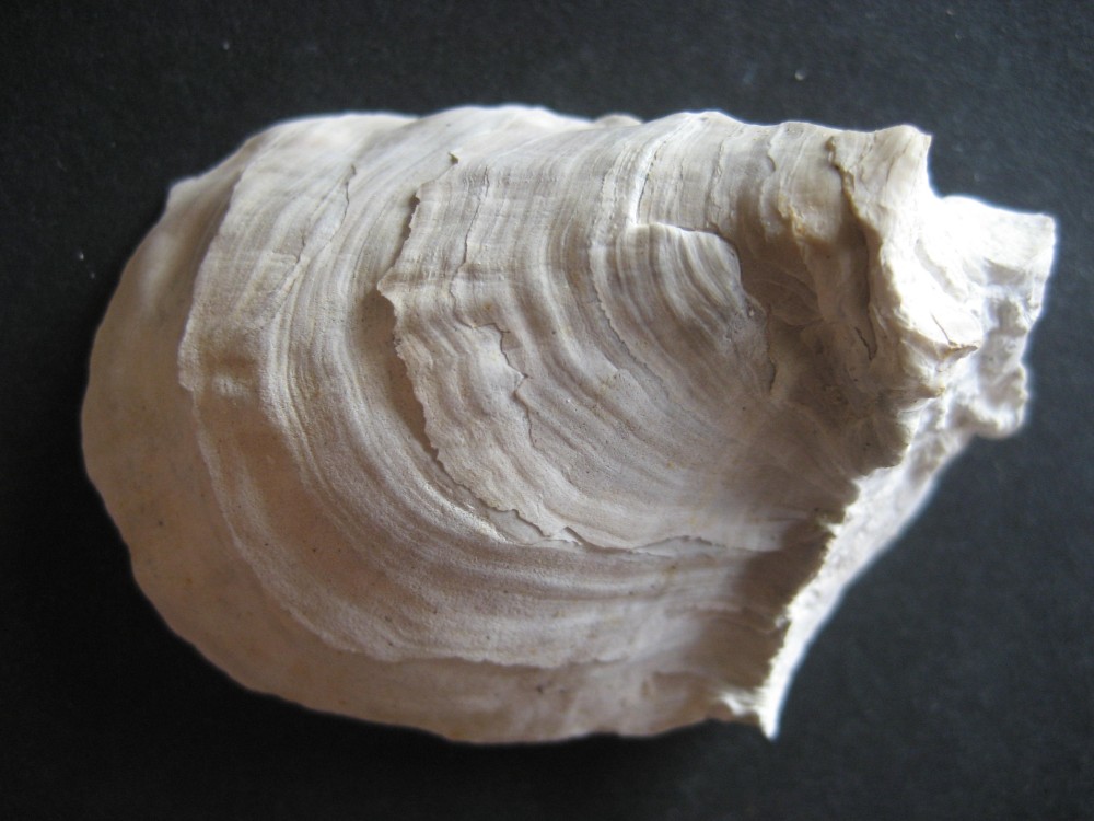 Crassostrea Cucullaris(Huitre)(Complete)Tertiaire Bartonien Attainville(95)Val d oise 54-35MA.JPG