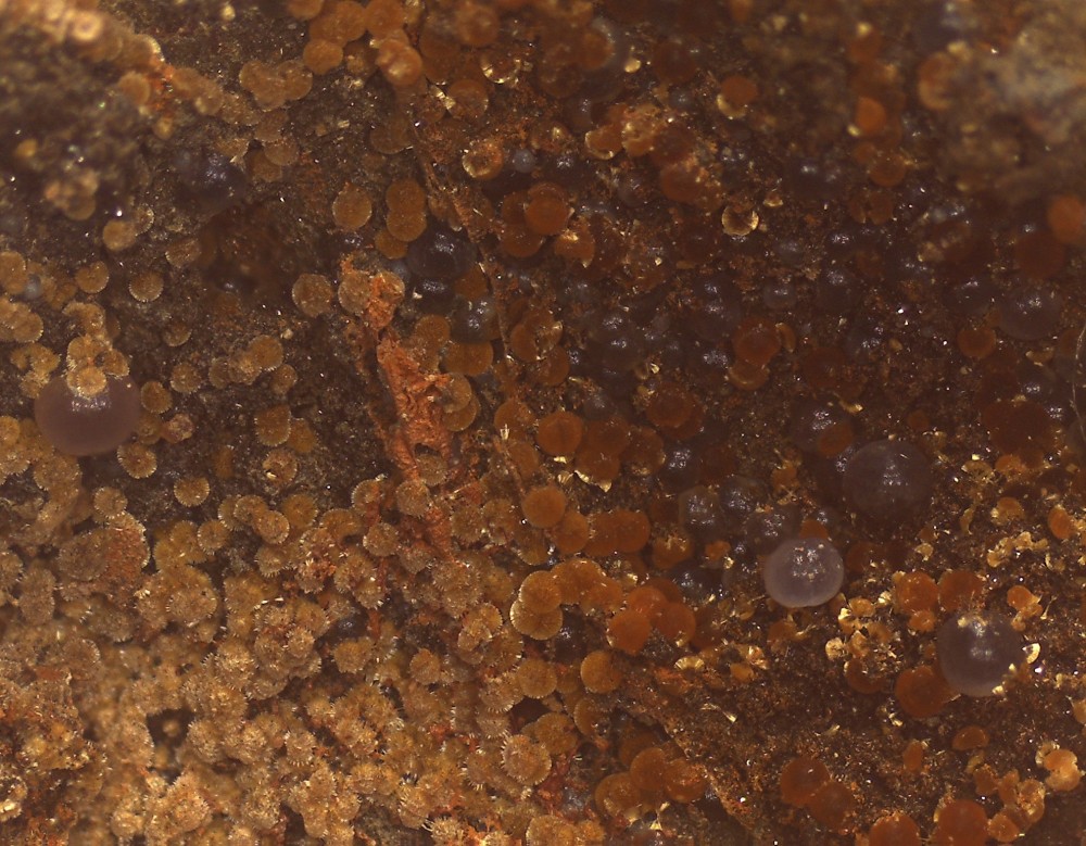 La Fumad 69x52 s10.jpg