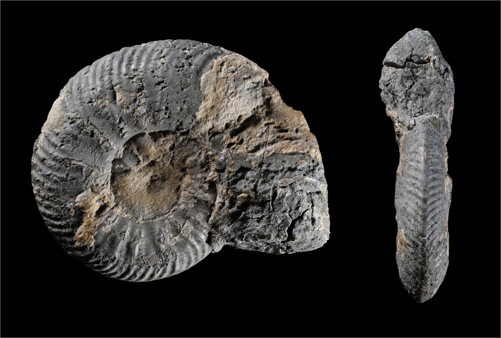 LesVachesNoires-Ammonite-Largeur32mm.thumb.jpg.f3cde209161f8b490d728c8fea8b7ad5.jpg