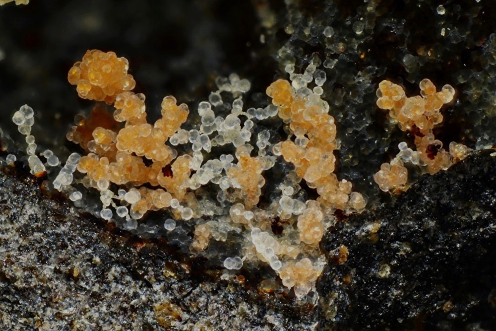 Opales billes le bousquet d'Orlhaguet FOV 6 mm 001.jpg