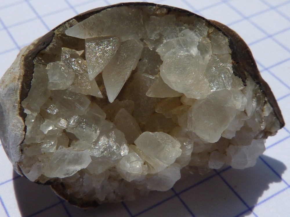 brachiocalcite067.thumb.JPG.bff59e61c73b2884830b38bc15dd7fed.JPG