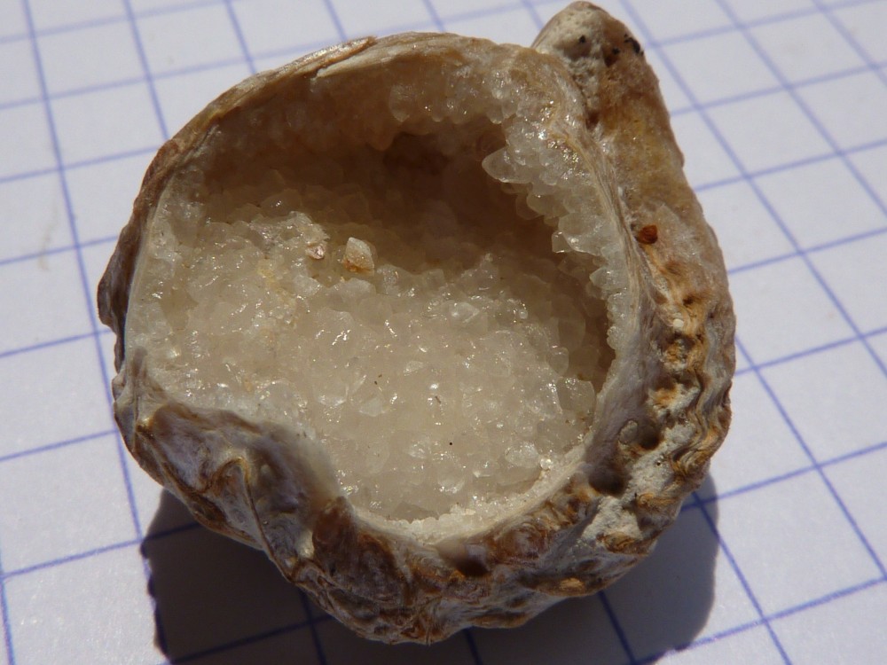 brachiocalcite069.thumb.JPG.8b761747a6fa6ae955e9bafc668dc359.JPG