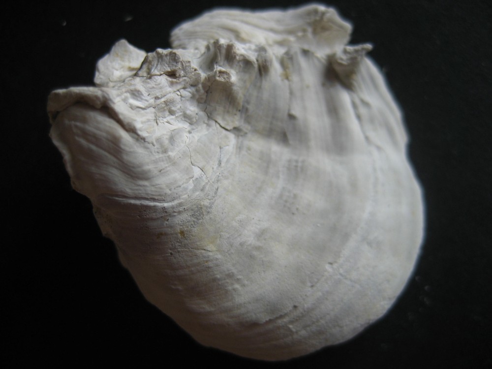 crassostrea cucullaris(Entiere).JPG