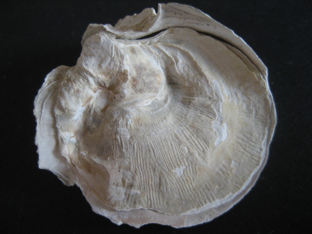 crassostrea cucullaris(entiere)1.JPG