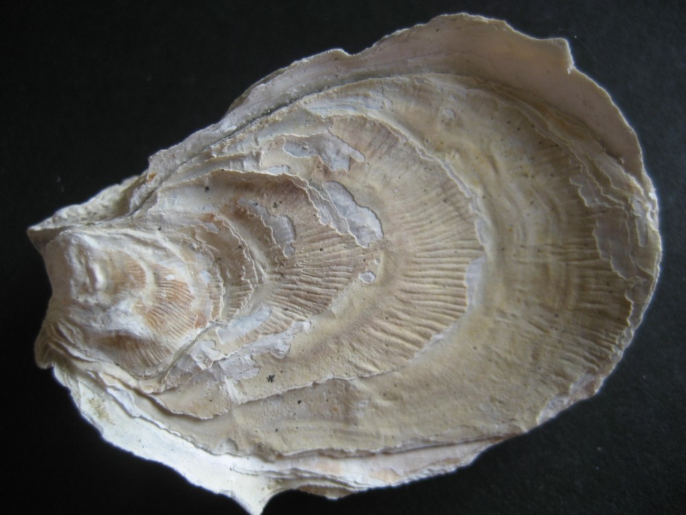 crassostrea cucullaris(huitre)(complete).JPG