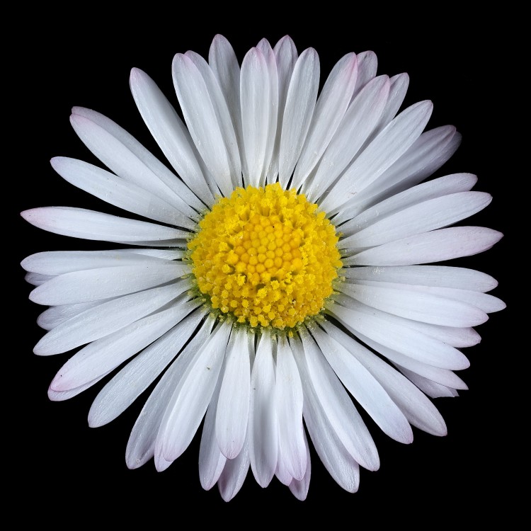 Bellis1.thumb.jpg.04af5f33912111994154e8d7b33bf176.jpg