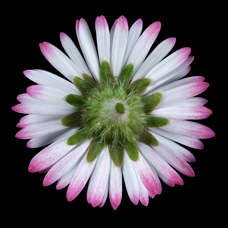Bellis2.thumb.jpg.fd415727f80ac9a56e6ba2ea7e313c1b.jpg