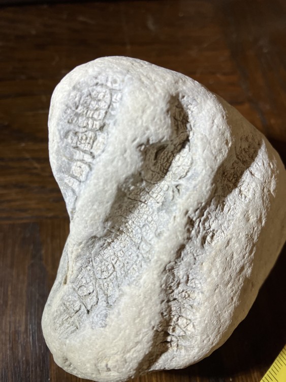 CorailVaches noires - 4.jpg