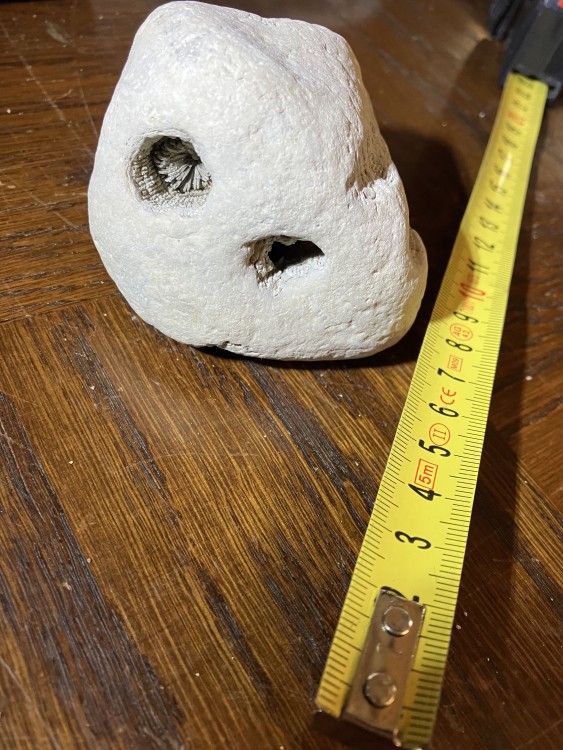 Corail Vaches noires - 6.jpg