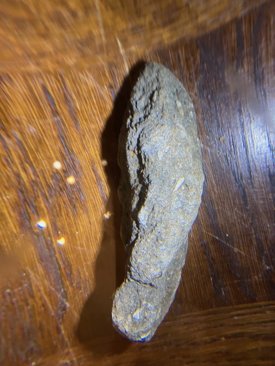 Dent poisson vaches noires 2.jpg