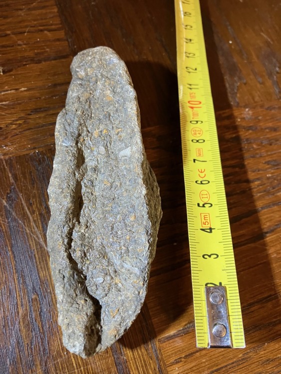 Dent poisson vaches noires 3.jpg