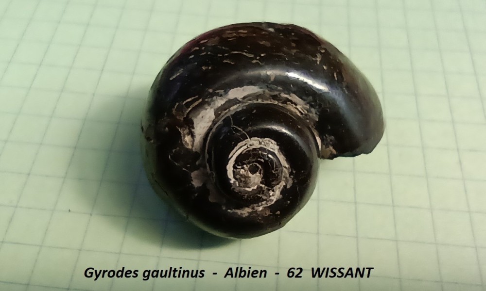 Gyrodes gaultinus.jpg