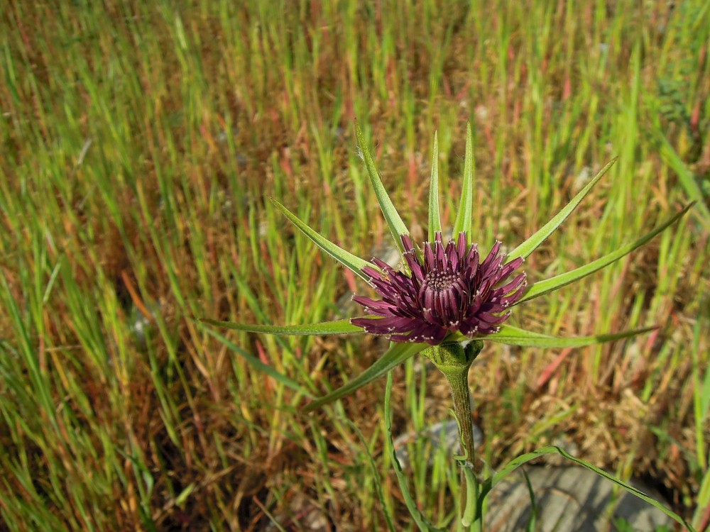 Salsifissauvage.thumb.JPG.a32cfe78e5e800804640074ea4c17e8d.JPG