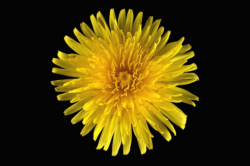 Taraxacum-Fleur.thumb.jpg.88cae34c827a8f59bde49c02bce67fca.jpg