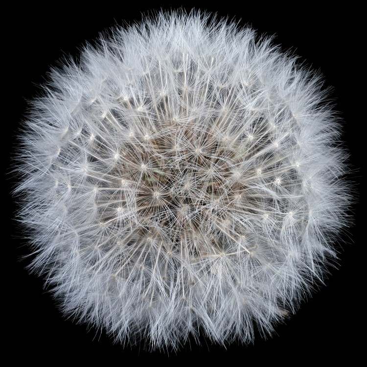 Taraxacum1.thumb.jpg.cc8038c1807dba4e1507b7606bd714a2.jpg