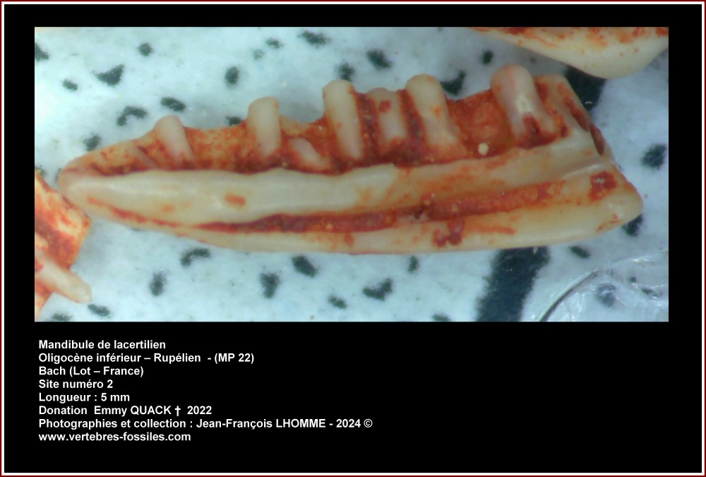 pl_mandibule_lacertilien_bac2_num1.jpg