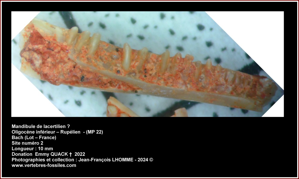 pl_mandibule_lacertilien_bac2_num2.jpg