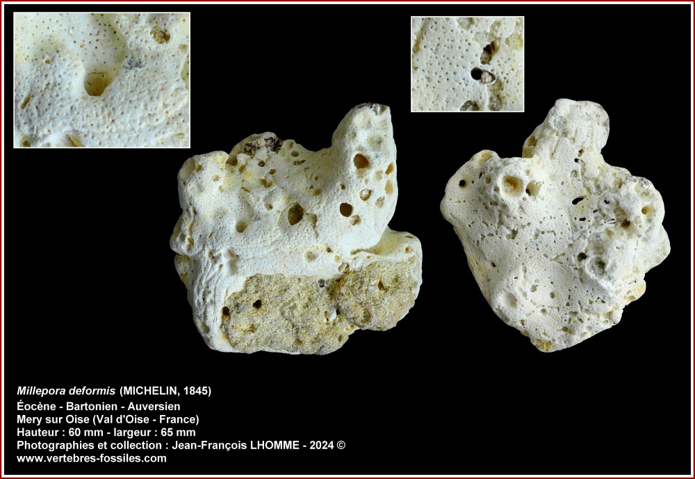 pl_millepora_deformis_auvers.thumb.jpg.039f9ed740f75ef81a00e50f037bec48.jpg
