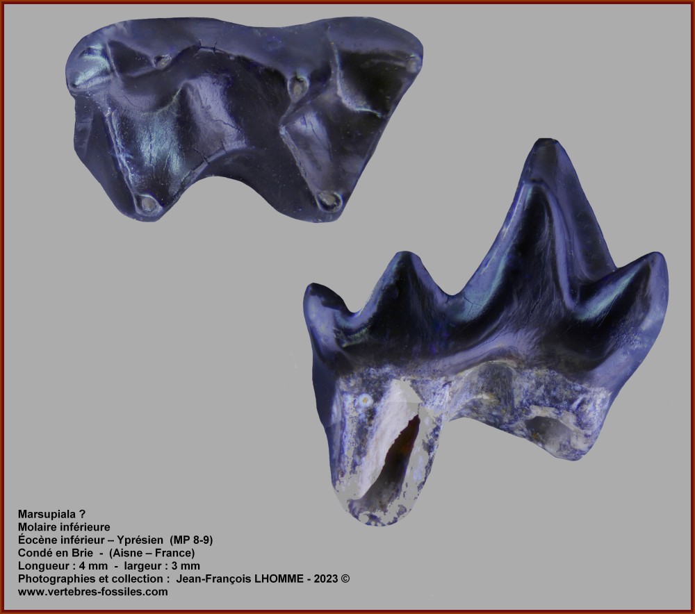 pl_molaire_inf_marsupial2.jpg