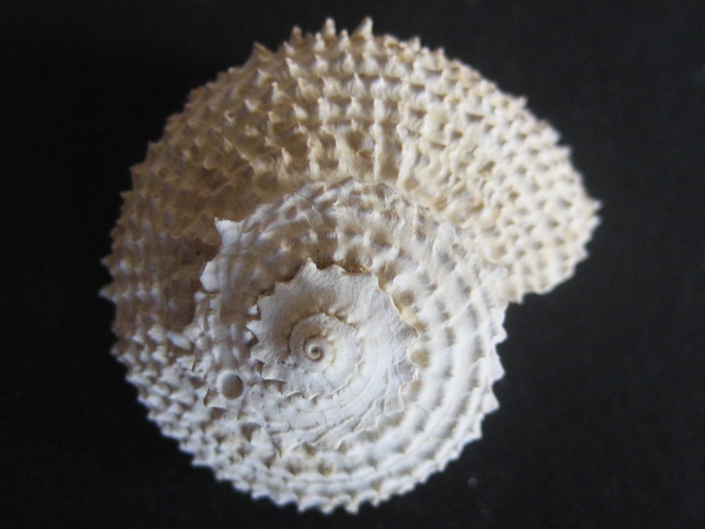 Angaria lima Tertiaire Bartonien Survilliers 54-35MA.JPG