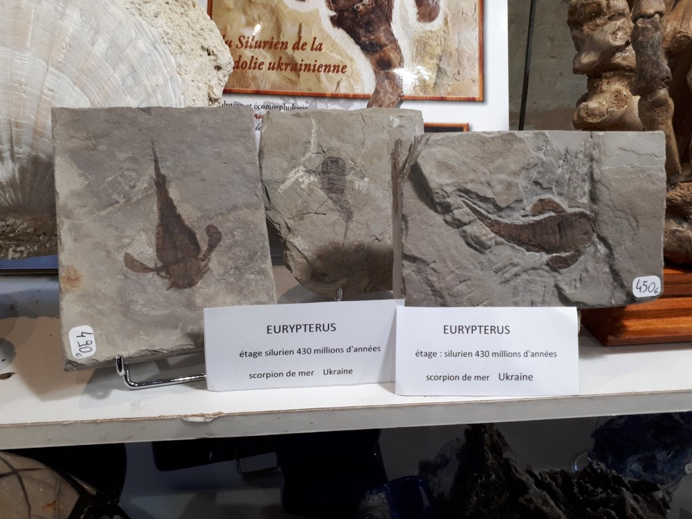 Bourse Minéraux et Fossiles Angers 19-11-2023 (9).jpg