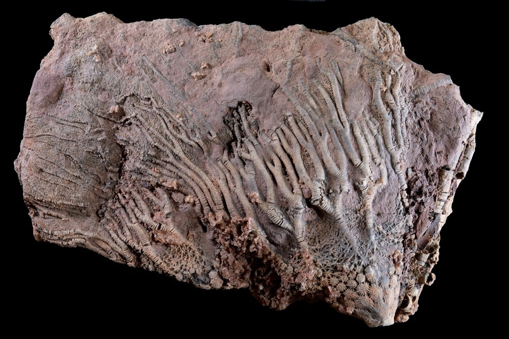Crinode-Maroc-Hfov165mm.thumb.jpg.49f8d2d2339e28af53e78ab1a46c6218.jpg