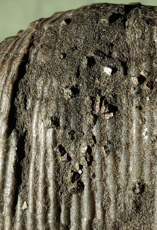 IMG_20240528_072944 z.jpg