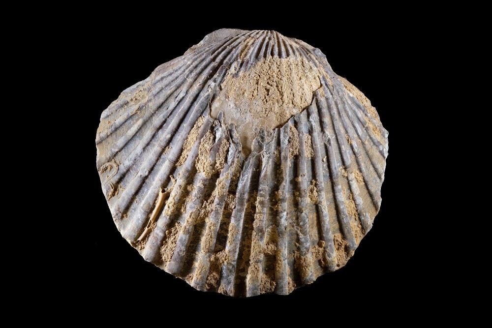 Pseudopecten-Largeur115r1.thumb.jpg.710a217832ac2d793df485940518b9eb.jpg