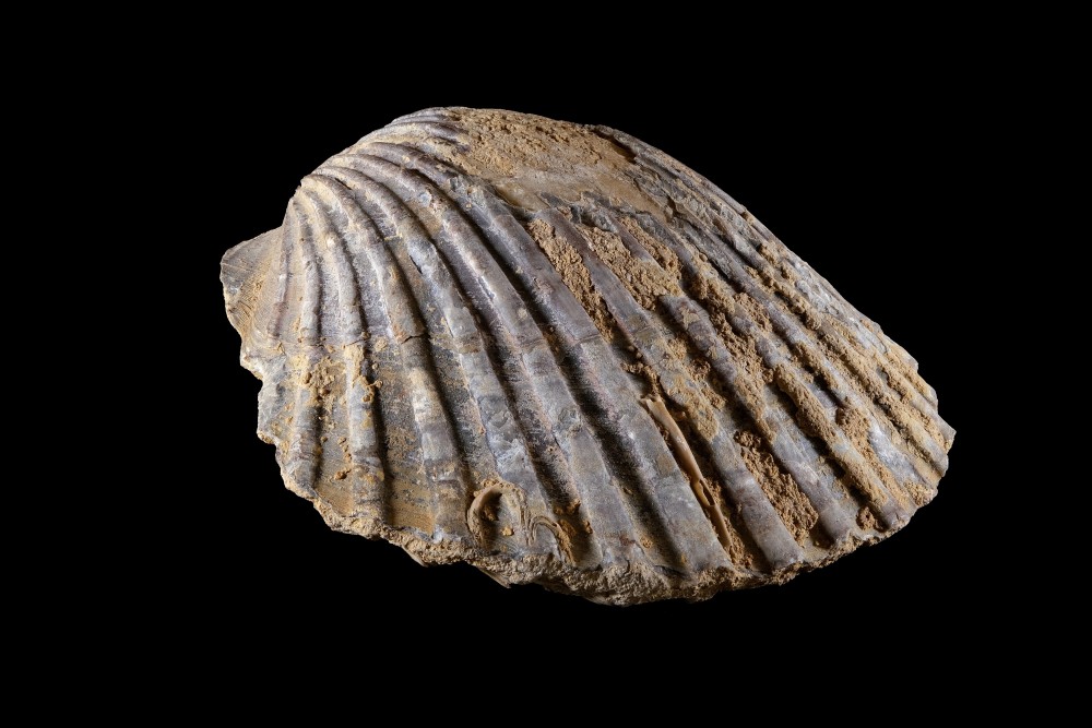 Pseudopecten-Largeur115r2.thumb.jpg.52beb2e2331d3532d29a280263a9e55a.jpg