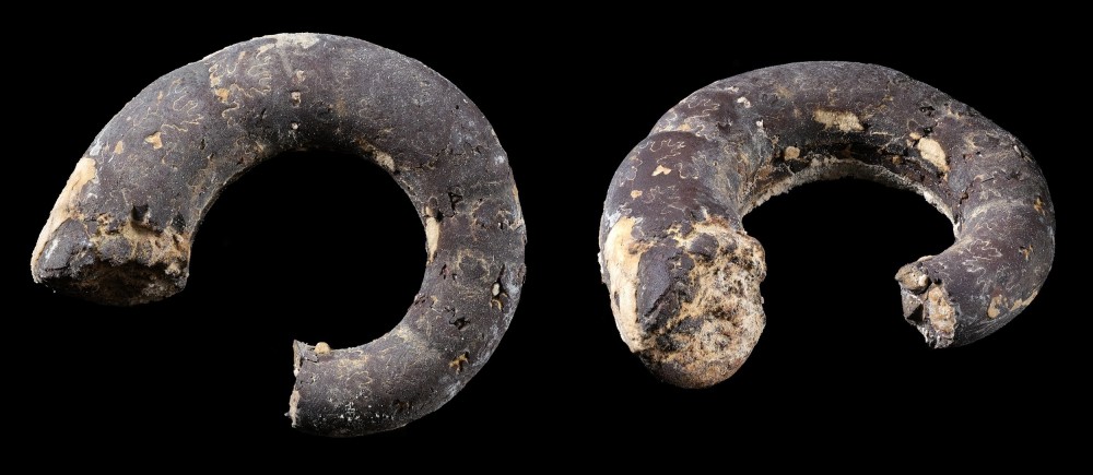 Valanginien-Beaubruchin-Ammonite-Largeur19mm.thumb.jpg.bfb5f8888eefb6231d3b656015f05623.jpg