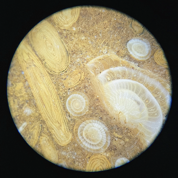 focusstackingonline.com.jpeg (6).png