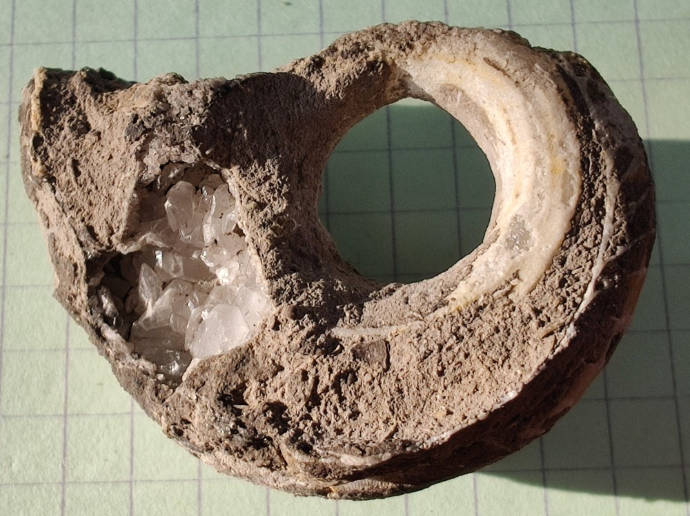 gasteropode tournai.jpg