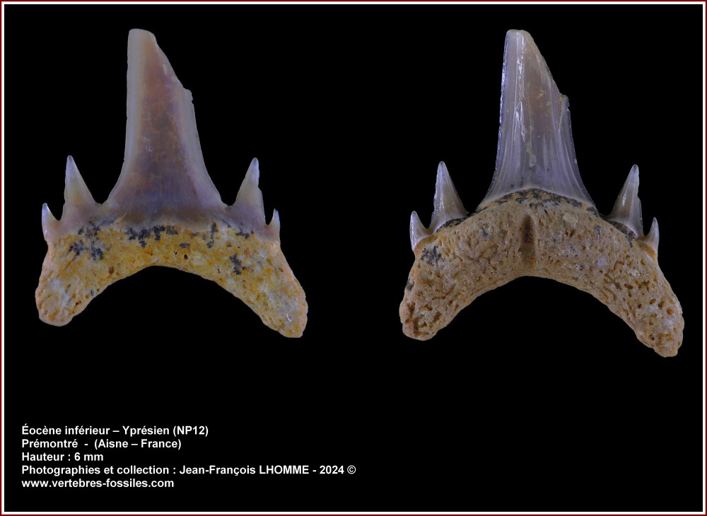 pl_petil_lamniforme_premontre1.jpg