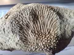 Corail fossil