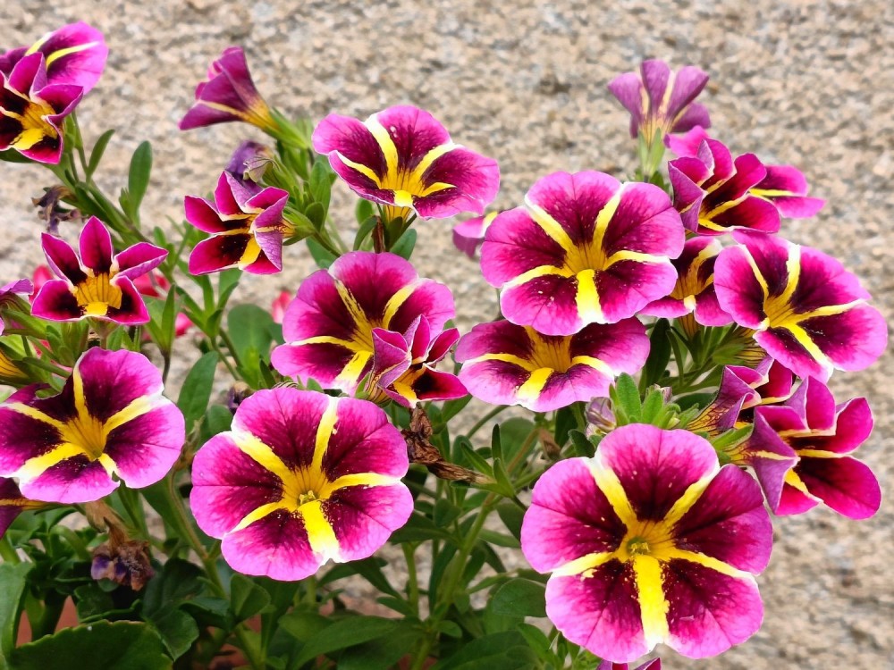 Calibrachoa(millionbells).thumb.jpg.19d7c8168381e6ae84c6c477d7e367e5.jpg