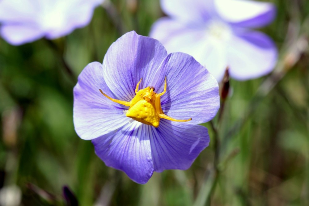 Granmont180524 (29) - Copie.JPG