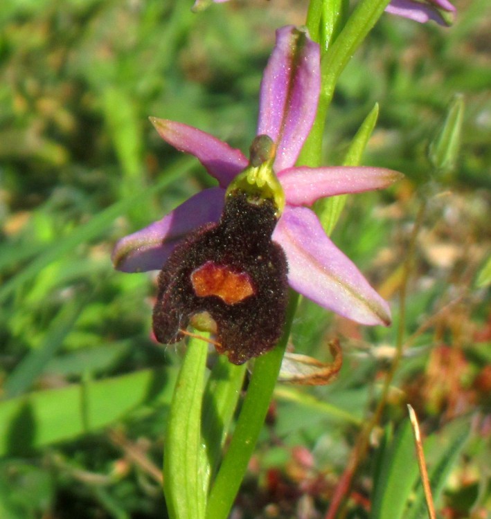 Ophrys.thumb.JPG.67fe354fa03fe49eb539bc383bd4414c.JPG