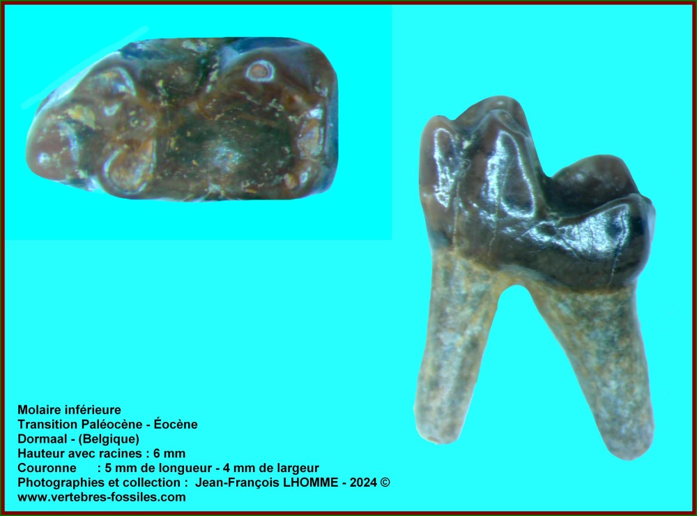 pl_molaire_dormaal_num1.jpg
