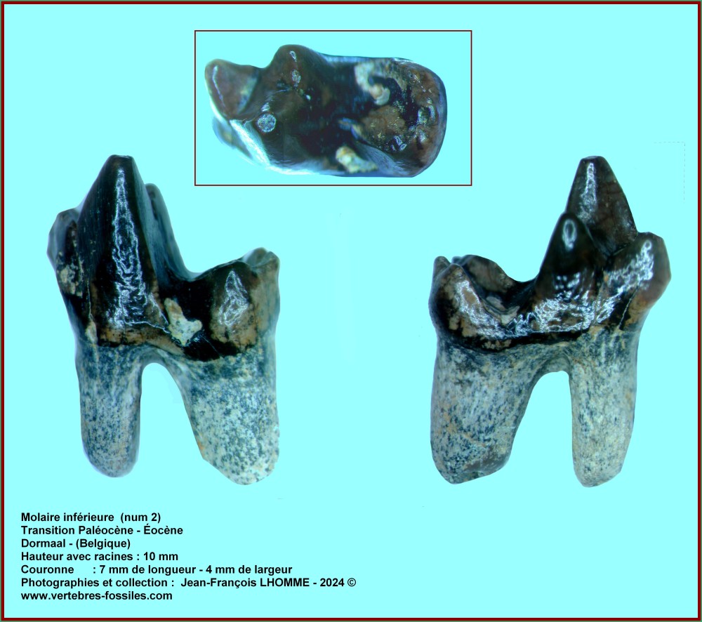 pl_molaire_inf_dormaal2.jpg