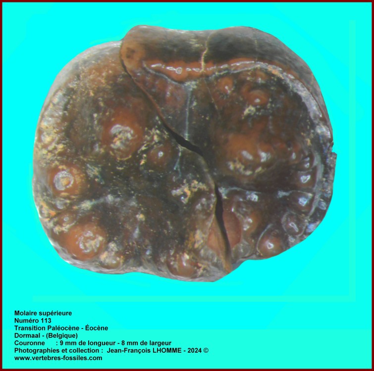 pl_molaire_sup_dormaal_num113.jpg