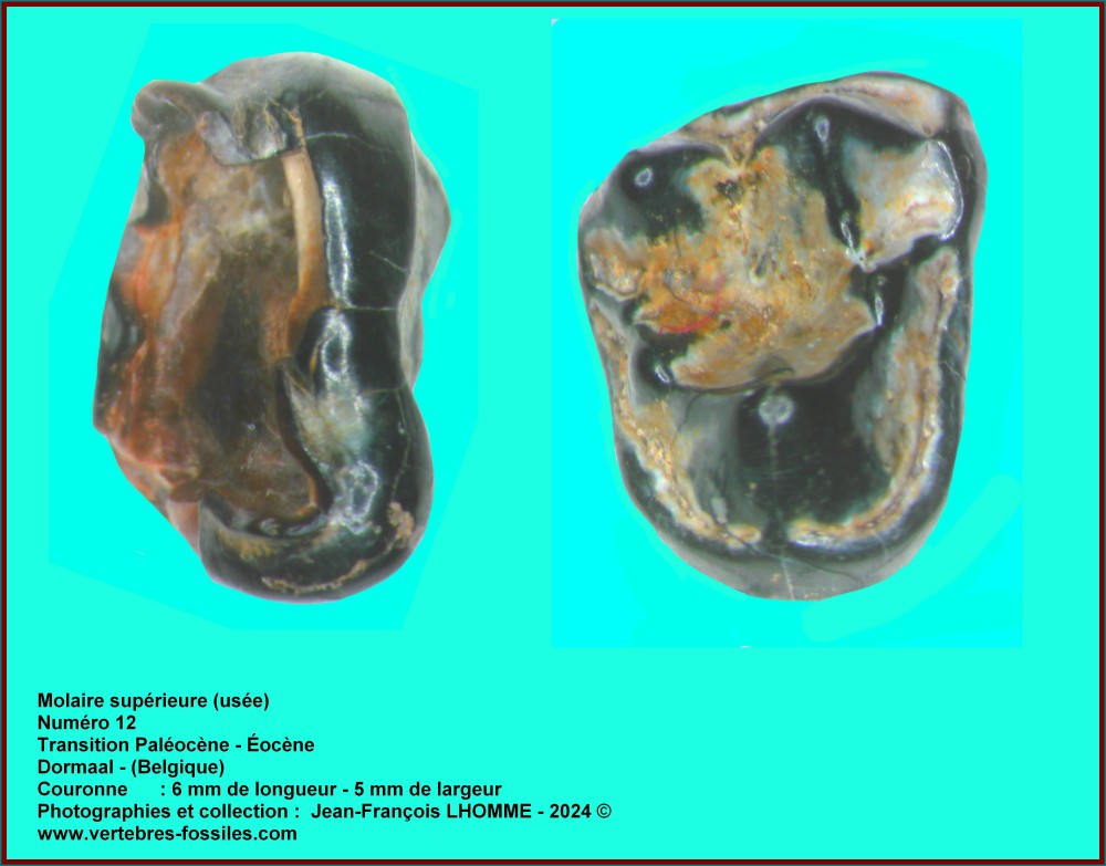 pl_molaire_sup_dormaal_num12.jpg