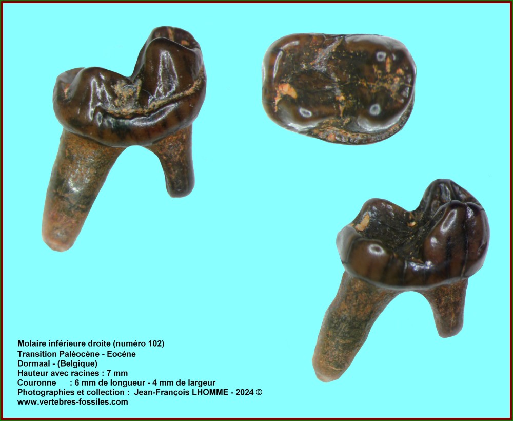 pl_molaire_sup_dormaal_num_102.jpg