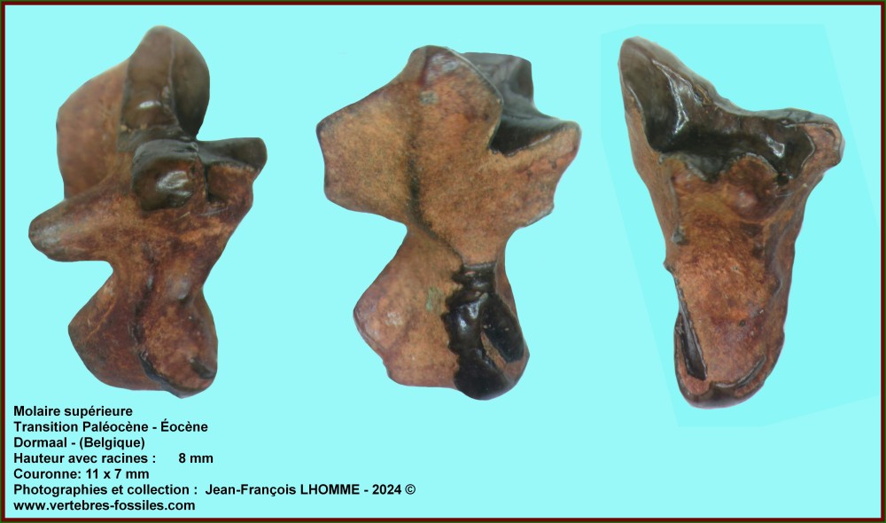pl_molaire_sup_num110_dormaal.jpg