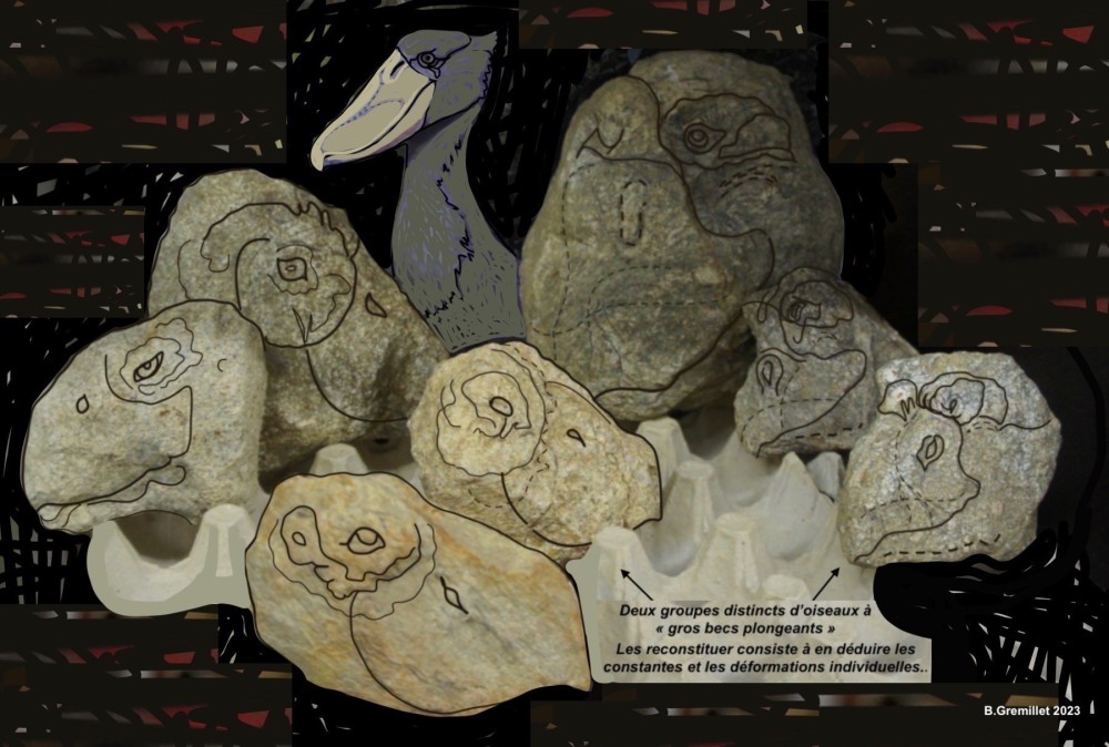 26 Oiseaux gros bec deux groupes.jpg