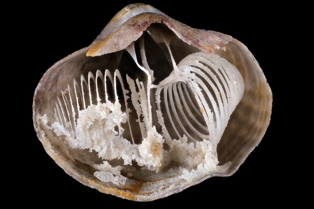 Pliensbachien-Malicornay-Liospiriferina-Largeurcoquille33mm.thumb.jpg.e2150b90f0b770a6c953b04060f3ebfe.jpg