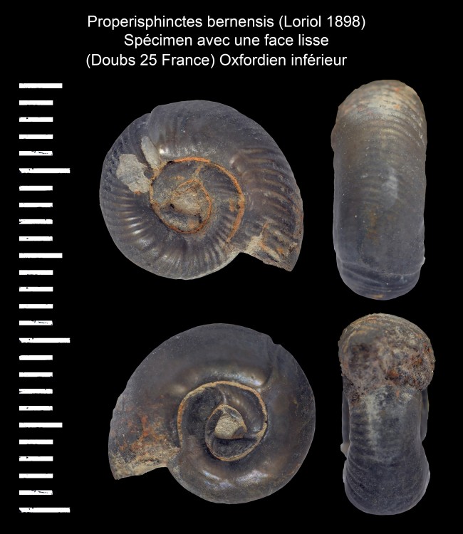 Properisphinctesbernensis(Loriol1898)a.thumb.jpg.01e590169a87d302074b11145ff60de2.jpg
