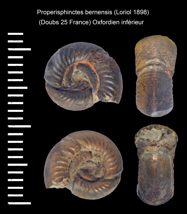 Properisphinctesbernensis(Loriol1898)b.thumb.jpg.68d7633cd562b563d5f735d80729995d.jpg