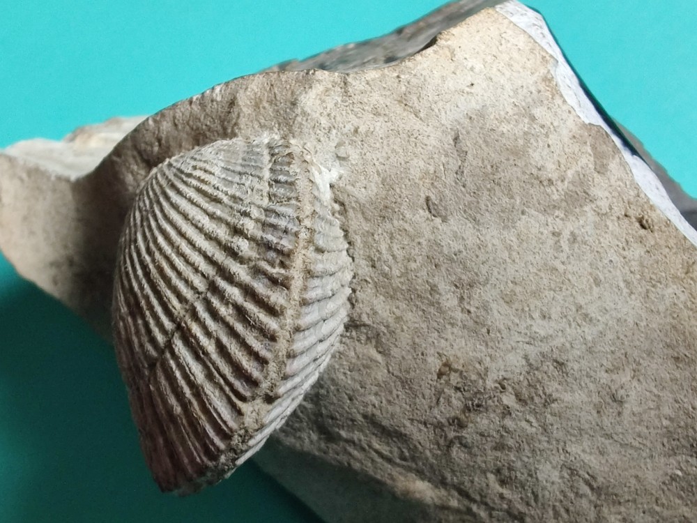 bivalve sur silex.jpg