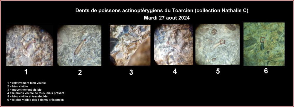 dents_poissons_toarcien_icalercyon.jpg