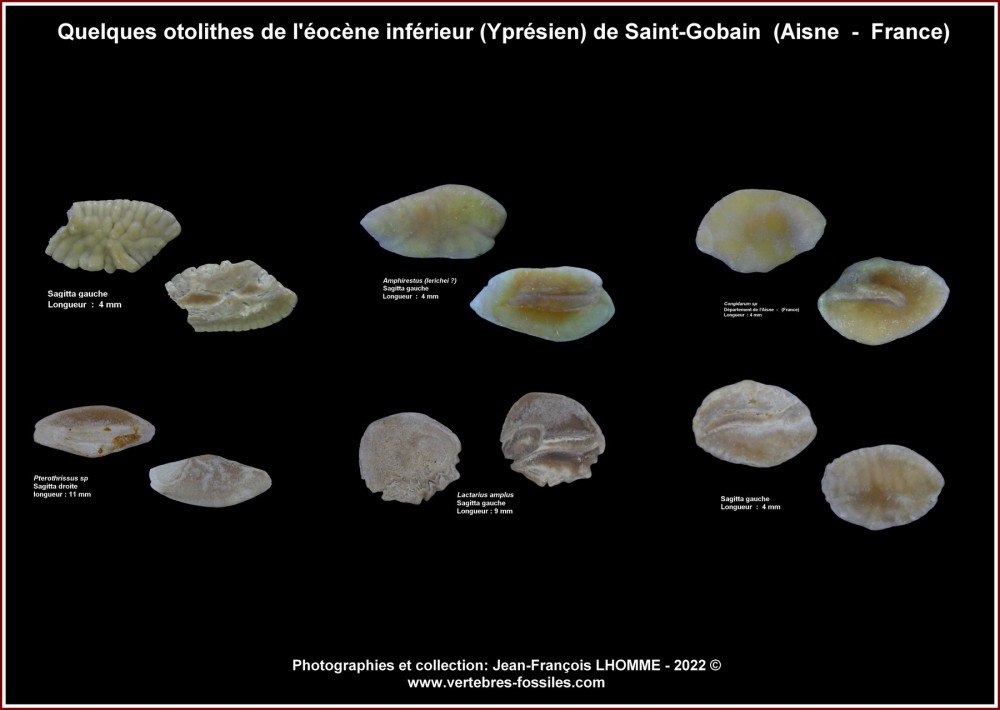 pl_otolithes_stg.jpg